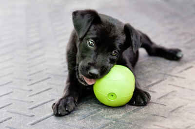 Responsible Pet Ownership Begins Before Picking a Pet
