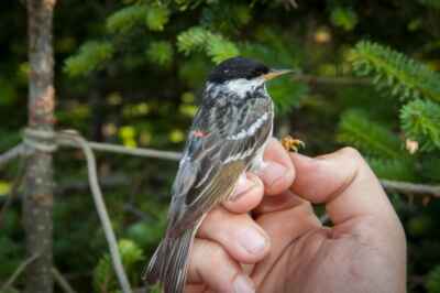 Tiny Bird’s Migration Route Includes Nonstop Atlantic Crossing