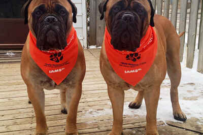 Blood Donor Program Helps Save Pet Lives
