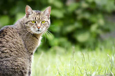A Community Approach to Feral Cats