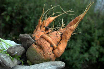 Add Undersized Apples and Forked Carrots to your Grocery List