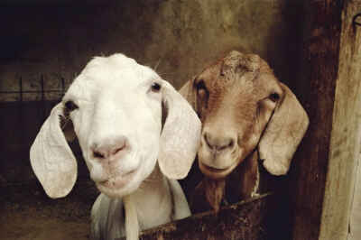 Program Teaches Farm Animal Standards to Animal Welfare Officers