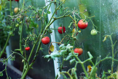 Robots See Red When Picking Tomatoes