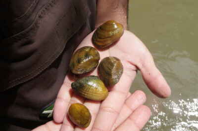 Invasive Species Not Best Conservation Tool: Study