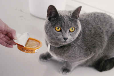Vet Students’ Pet Nutrition Knowledge Put to the Test