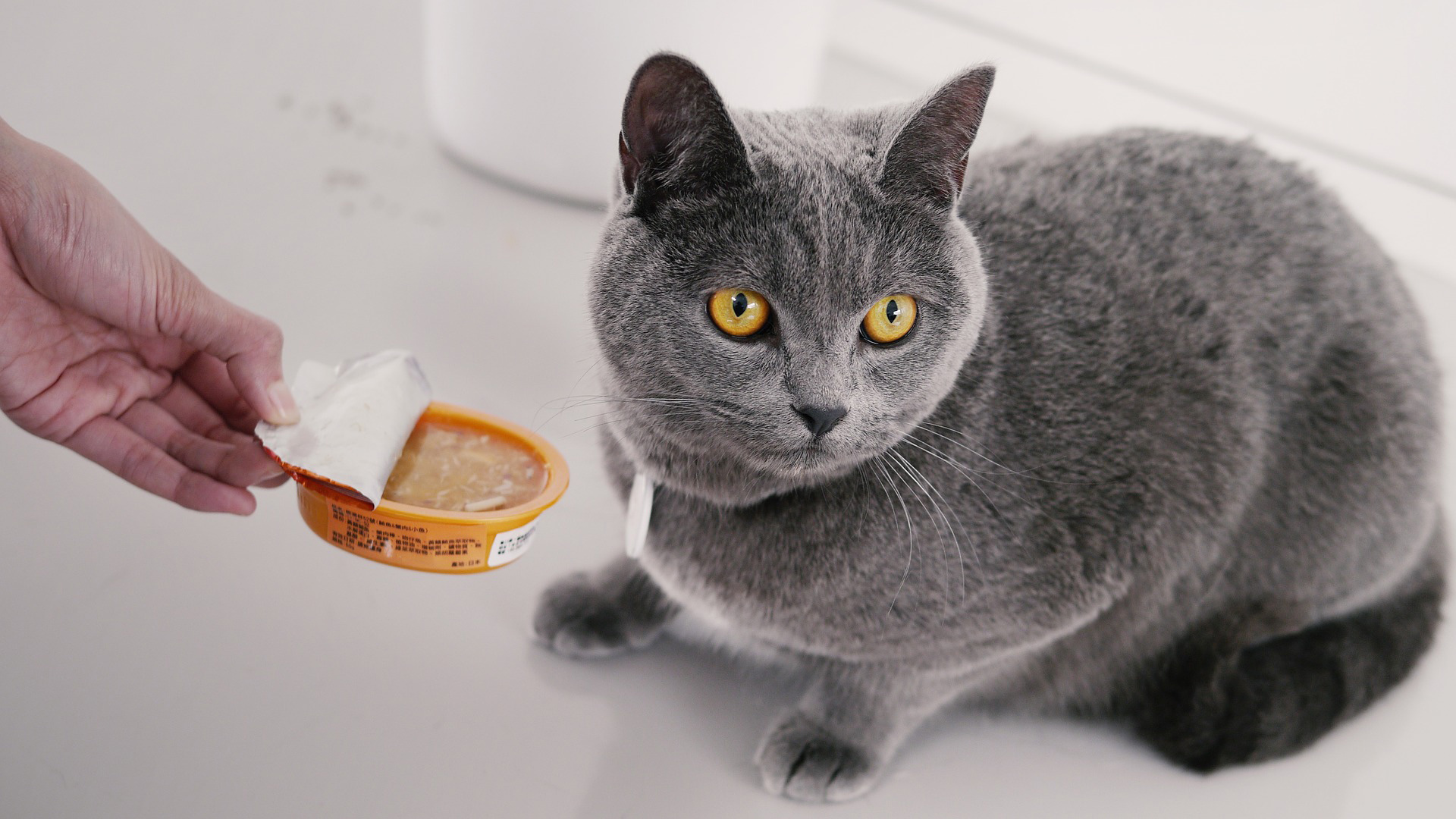 Cat food