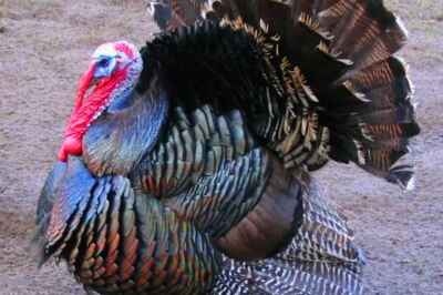 $125,000 Donation Supports Poultry Welfare Research