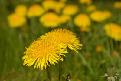 Win the War Against Weeds
