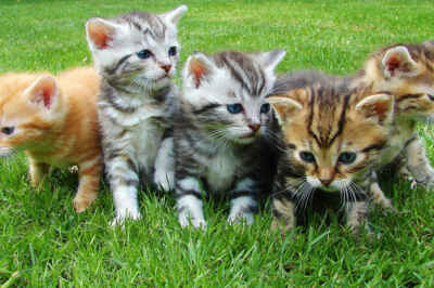 Non-Invasive Spay/Neuter Technique Could Benefit Pet Welfare