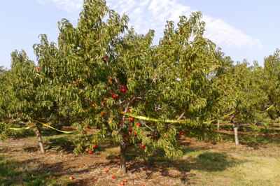 Fruit-Preserving Nanotechnology Research Featured