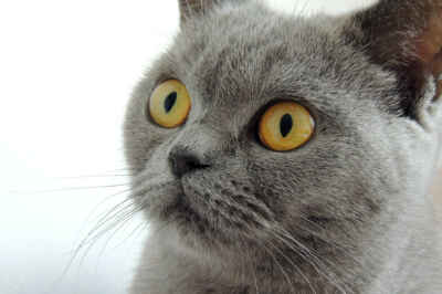 Are You a Cat Whisperer? How to Read Fluffy’s Facial Expressions