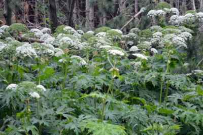 Grad Student Discusses How to Stop Dangerous, Invasive Plant