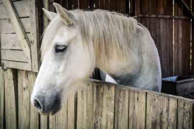 Studying Breathing Problems in Horses May Help Humans With Asthma