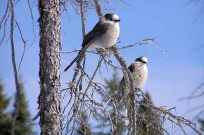 Young Females Should Seek Older Mates – at Least in the Bird World
