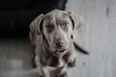 Are Animals Capable of Autonomy and Self-Awareness?