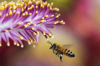 Grooming Gene Protects Bees from Deadly Mites, Study Finds