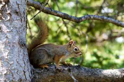 Squirrel Research Featured in Popular Science