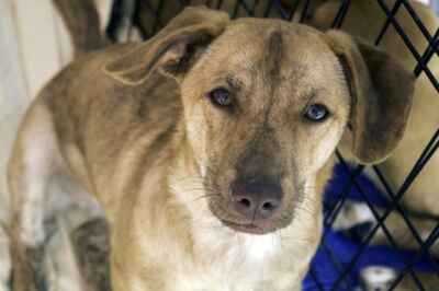 Keep Expectations Real When Adopting a Pet: U of G Prof