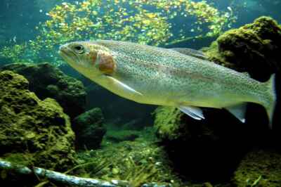 Understanding How Fish Expand Their Hearts Could Help Humans, Prof Finds