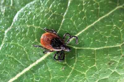 Prof Using Pets to Track Ticks