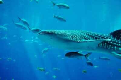 Endangered Sharks, Rays Further Threatened by Global Food Markets: U of G Study