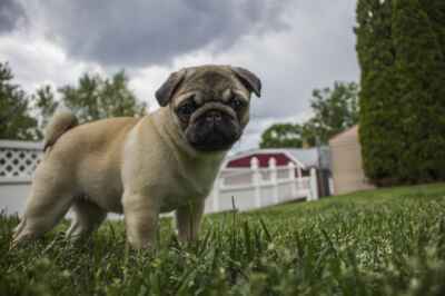 How to Keep Pets Safe During Natural Disasters