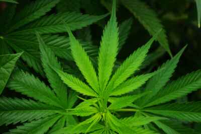 North American First: U of G Researchers Publish Scientific Study on Cannabis Production