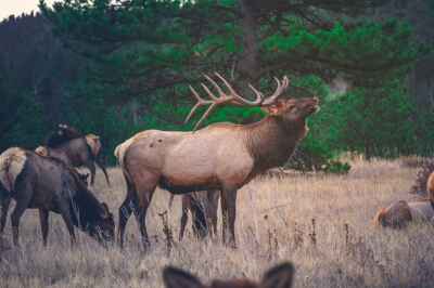 Mammals Move Less in Human-Modified Landscapes: Study