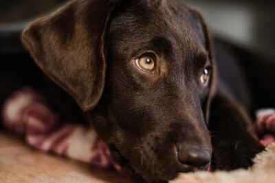Pet Owners Aren’t Adequately Socializing Their Puppies, Study Finds