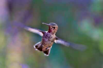 Birds Pack Smaller Genomes, More Brainpower for Flight, U of G Study Finds