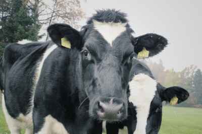 U of G Has Experts on Canada’s Dairy Trade Relationship With United States