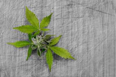 How Canadian Boomers Got Into Pot