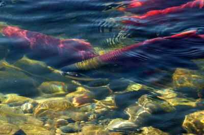 Salmon Exposed to Bitumen Early in Life Have High Rates of Mortality – Even Post-Exposure, University of Guelph Researcher Finds