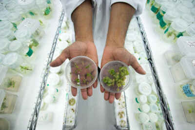 U of G Cannabis Research Featured on Motherboard