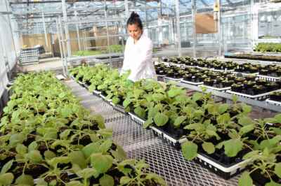 Plant-Based Medicines Focus of New $1-Million Research Chair