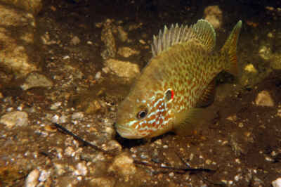Fish’s Brain Size Influenced by Habitat, New U of G Study Reveals