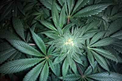 Weed or Feed? A Canadian Food Security Issue