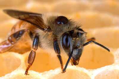 Mite Versus Mite: The Search for an Effective Way to Save Honeybees