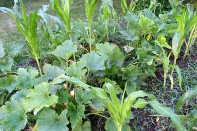 Indigenous Researchers Plant Seeds of Hope for Health and Climate