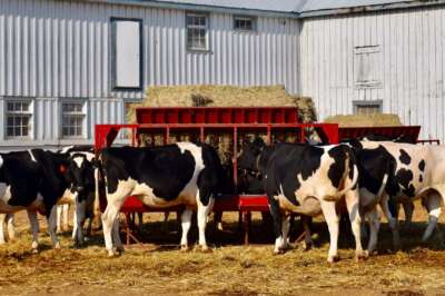 U of G Researchers Are Committed to Reducing Global Methane Emissions
