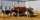 photo of a group of cows outside U of G's dairy barn