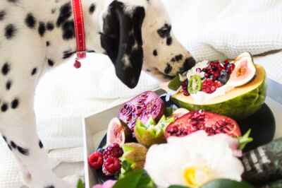 Kibbles and Kale? Many Pet Owners Keen to Have Vegan Pets, U of G Study Finds
