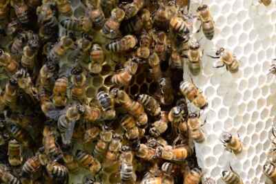 Neonics Hinder Bees’ Ability to Fend Off Deadly Mites, U of G Study Reveals