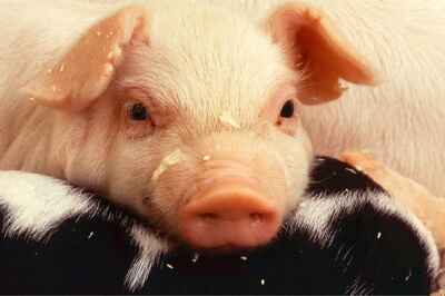 U of G Expert Can Discuss African Swine Fever Concerns