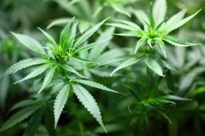 U of G Researchers First to Unlock Access to Pain Relief Potential of Cannabis 