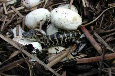 U of G Researchers Learn How Low Oxygen Builds a Bigger, Stronger Alligator Heart