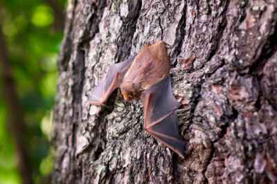 Rabies: How It Spreads and How to Protect Yourself