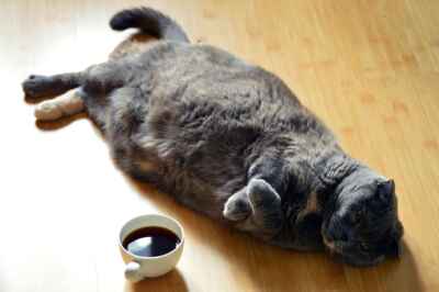 U of G Researchers First to Track How Cats’ Weights Change Over Time 