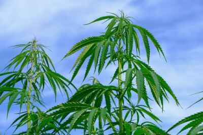 U of G Offering Online Cannabis Courses For Commercial, Home Growers