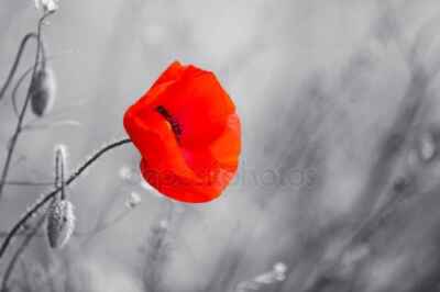 U of G Remembrance Day Service